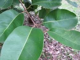 Lumboy - plant_69170d5293fbd4.27840038