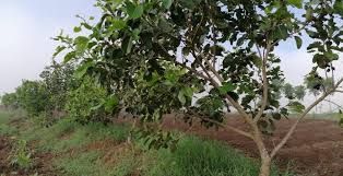 Lumboy - plant_69170d7578f419.76204569