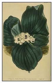 Gisol - plant_69170e8a3e3c68.00685482