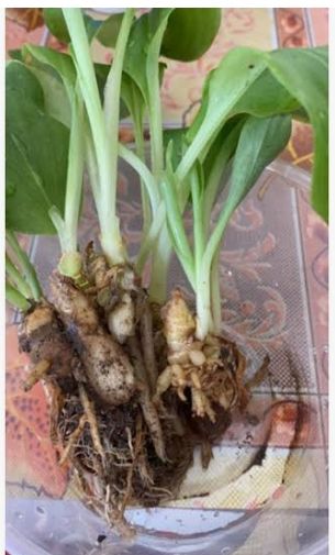 Gisol - plant_69170e99951083.56100794