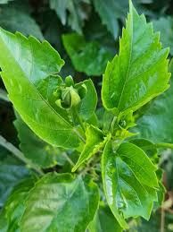 Gumamela - plant_69170fc001f646.07341096