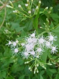 Hagunoy - plant_691710557c1dd5.18113577