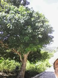 Hamuy-Awon - plant_691711072652a3.29551240