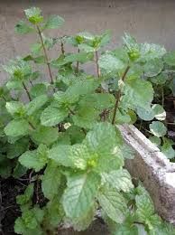 Yerba Buena - plant_691711819adf27.52965498