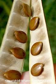 Ipil-ipil - plant_691713919f5666.45134270