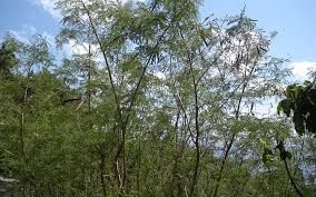 Ipil-ipil - plant_691713bd397db2.20716465