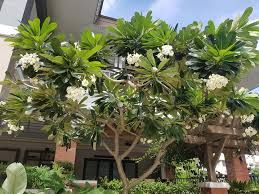 Kalatsutsi - plant_691715c0dc4909.18541301