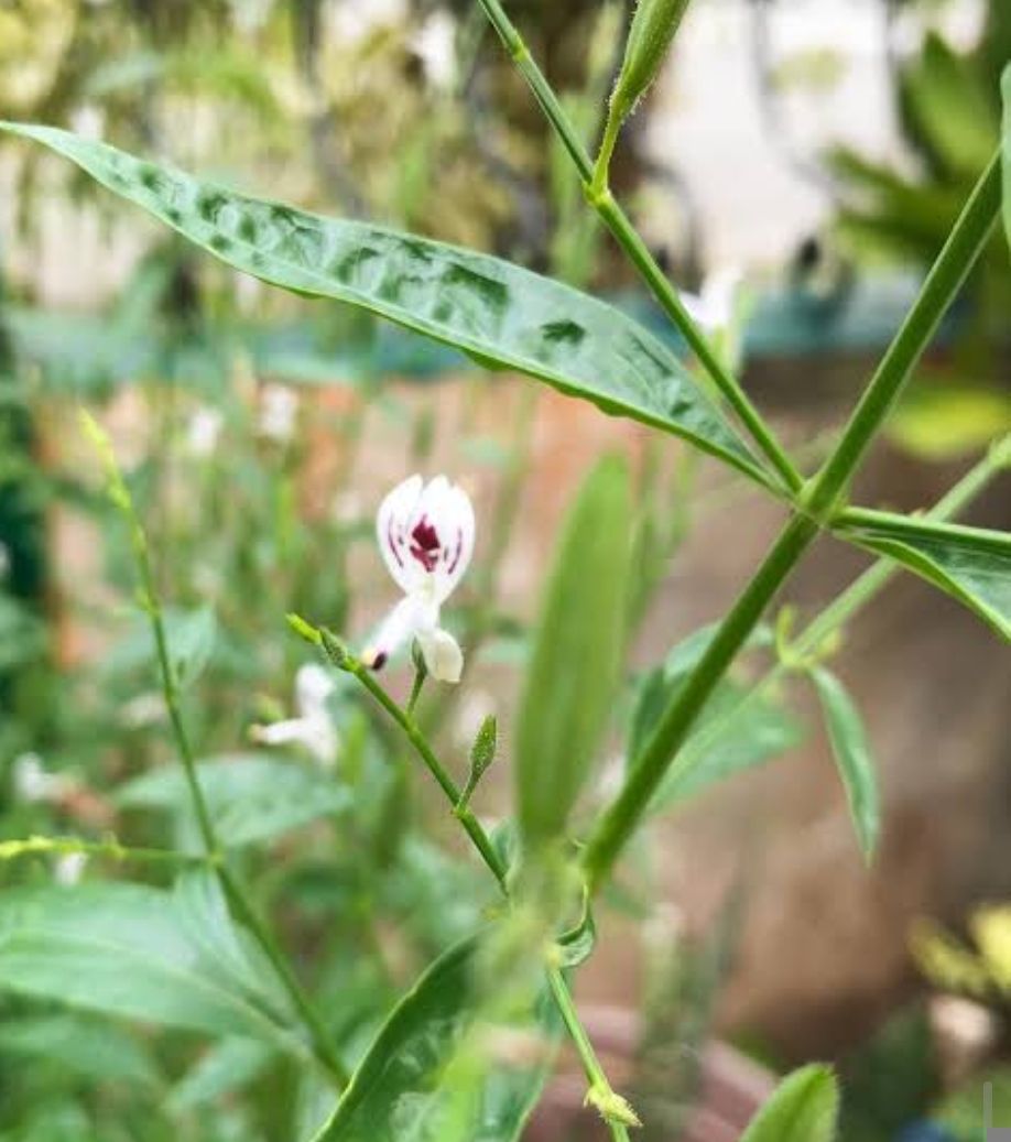 Serpentina - plant_6919c6a1a19465.76722280