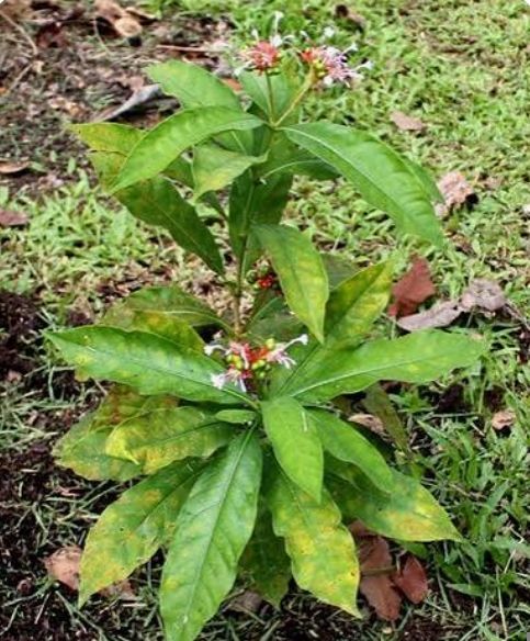 Serpentina - plant_6919c6c616a654.02049334