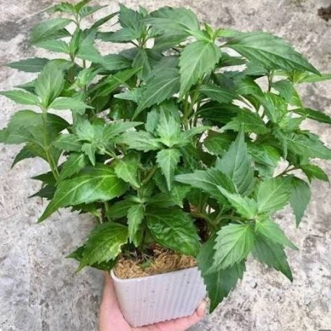 Balbas pusa - plant_6919c94a131027.04690427