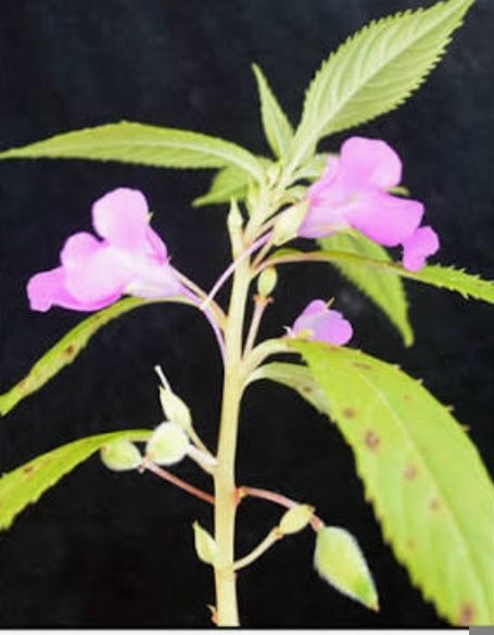 Kamantigi - plant_691a4170b1ff91.98236472