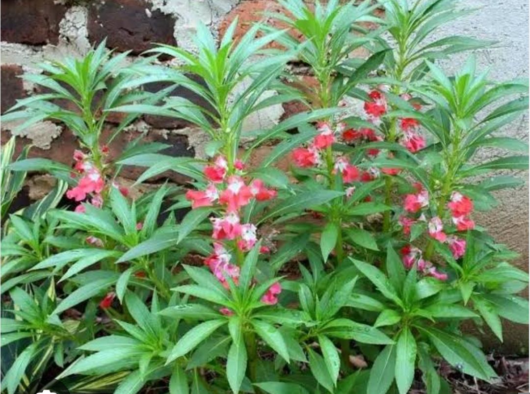 Kamantigi - plant_691a4185bddc73.77492851