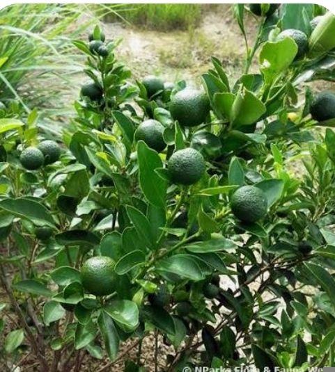 Kalamansi - plant_691a44d4ae8e28.04073810