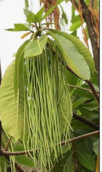 Kuyawyaw - plant_691ac0dc5f0a80.93169843