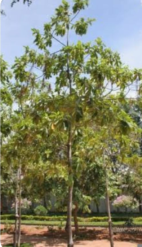 Kuyawyaw - plant_691ac0f14e0453.31779734