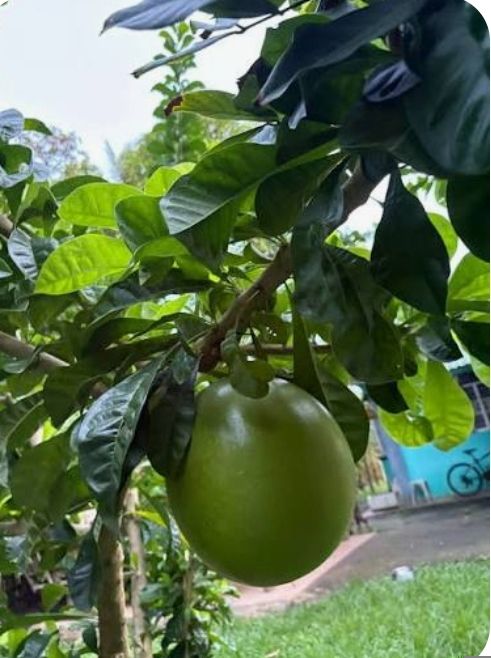 Miracle fruit - plant_691b1fe037ec72.38989056