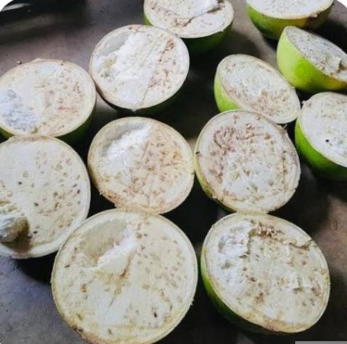 Miracle fruit - plant_691b1fe937fcc8.89849593