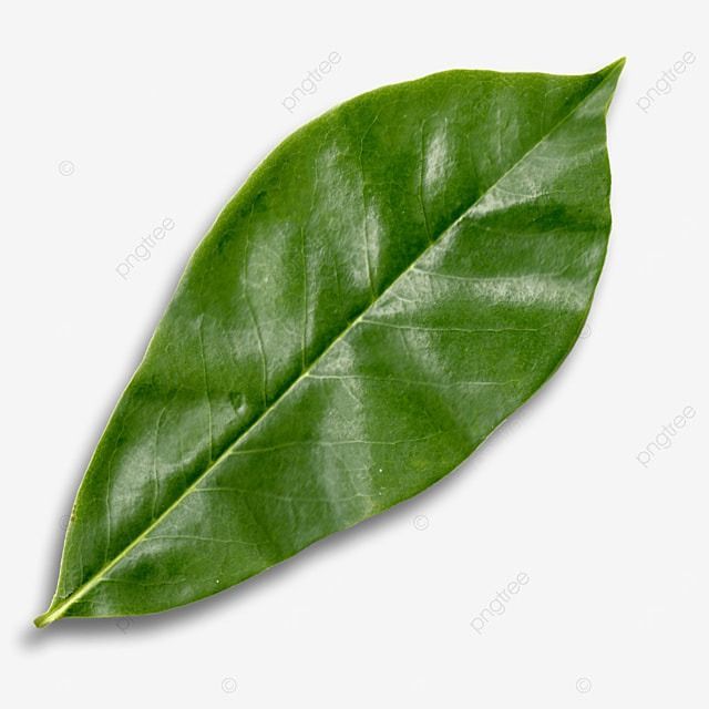 Chiko - plant_691b2061ab5e07.82479533