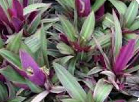 Bangka-Bangkaan - plant_691b2416520039.76140029