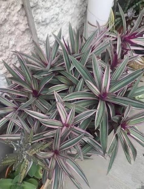 Bangka-Bangkaan - plant_691b242ccf0571.45732692