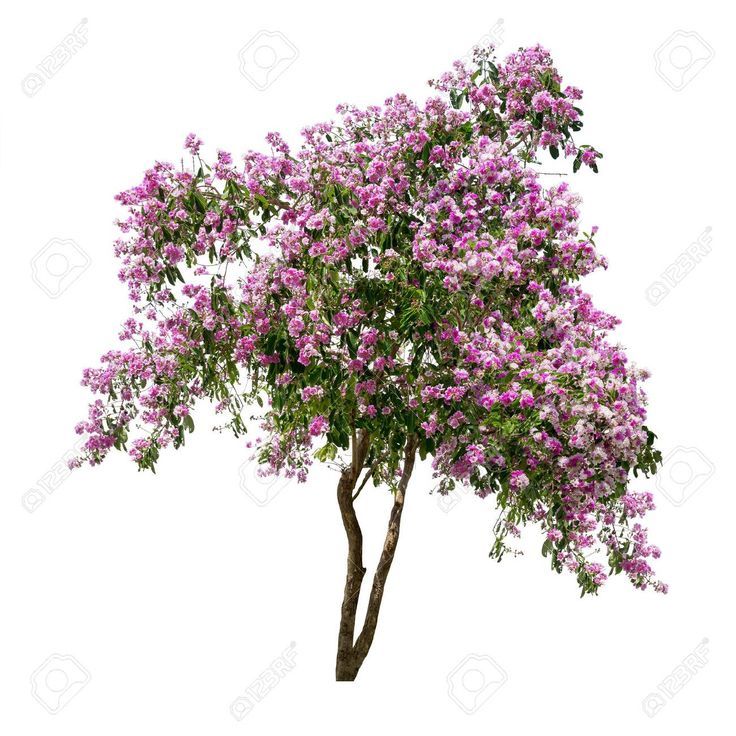 Banaba - plant_691c43c6048a80.63738394