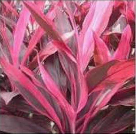 Ti plants - plant_6921403710cfb1.09432417