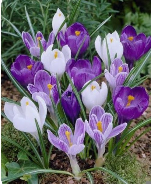 Sibuyas-Sibuyas - plant_6921ad36068c44.27916888